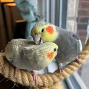 Birdie & Buddy - Female & Male