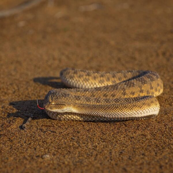 DESERT HORNED VIPER FOR SALE