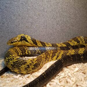 YELLOW BELLIED PUFFING SNAKES FOR SALE