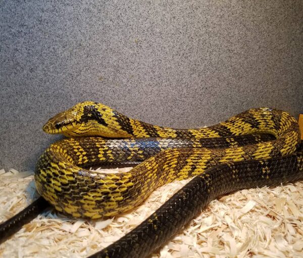 YELLOW BELLIED PUFFING SNAKES FOR SALE