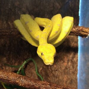 BABY MISOL GREEN TREE PYTHONS FOR SALE