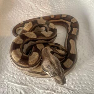 Jungle Motley (Het Albino) Boas