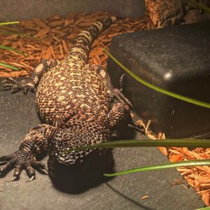 BABY MEXICAN BEADED LIZARD FOR SALE