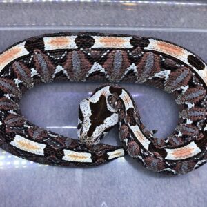 BABY GABINO VIPERS FOR SALE