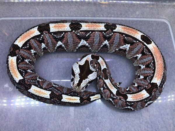 BABY GABINO VIPERS FOR SALE