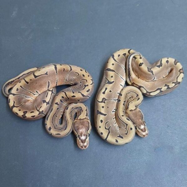 BABY SCALELESS HEAD PIED BALL PYTHONS FOR SALE