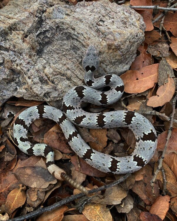 Tamaulinpan Rock Rattlesnake