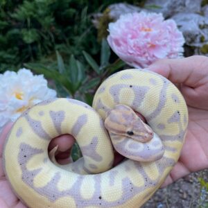 BABY LEOPARD BLADE CLOWN BALL PYTHONS FOR SALE