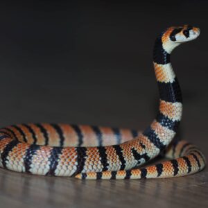 BABY CAPE CORAL COBRA FOR SALE