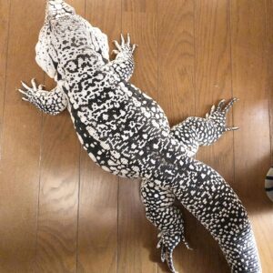 ALBINO ULTRA PURPLE TEGUS FOR SALE