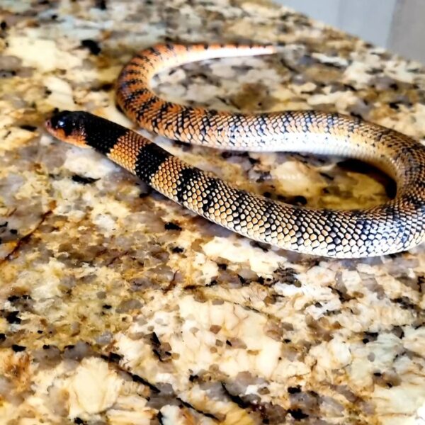 BABY ANGOLAN CORAL COBRAS FOR SALE