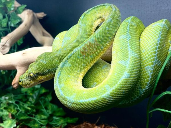 Baby Jayapura Green Tree Python