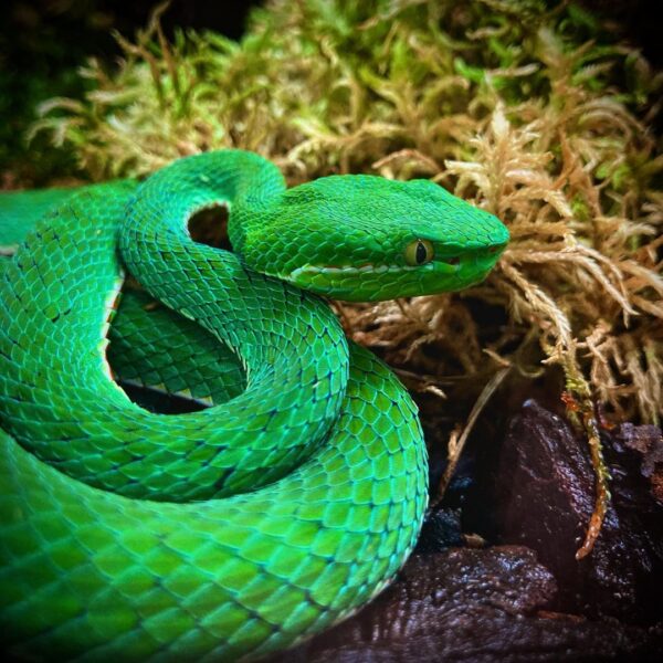 YUNNAN BAMBOO PIT VIPERS FOR SALE