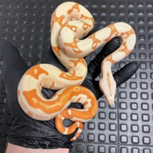 Sunglow Jungle Boas