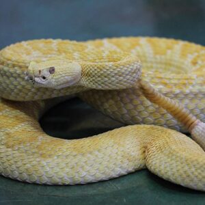 BABY ALBINO HET SCALELESS WESTERN DIAMONDBACK RATTLESNAKE FOR SALE