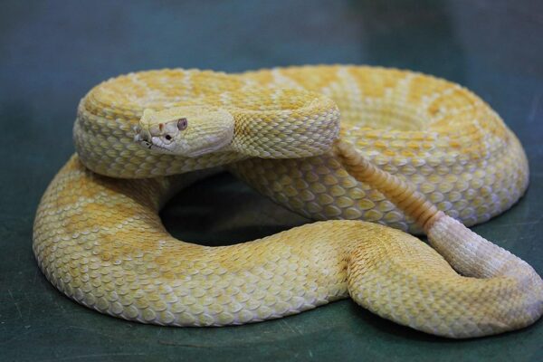 BABY ALBINO HET SCALELESS WESTERN DIAMONDBACK RATTLESNAKE FOR SALE