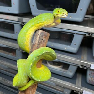 SORONG GREEN TREE PYTHON FOR SALE