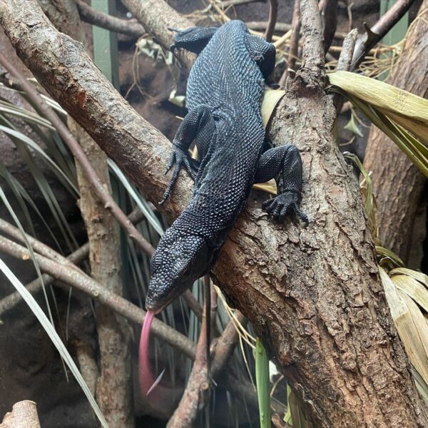 Black Tree Monitor