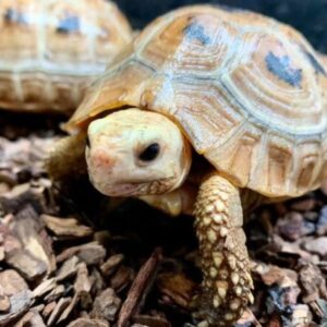 Baby Elongated Tortoise for Sale