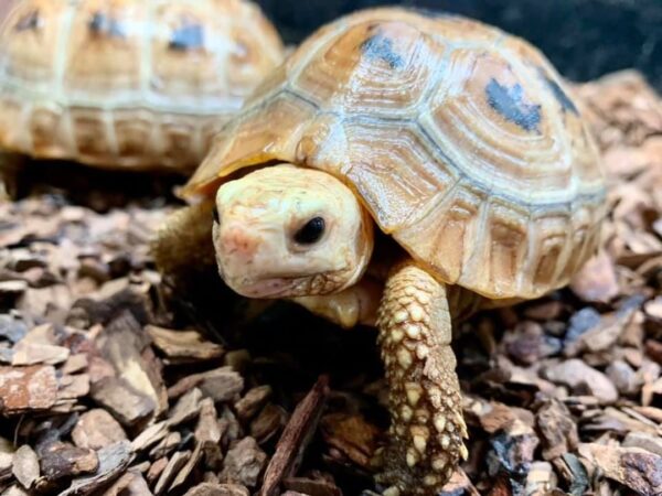 Baby Elongated Tortoise for Sale