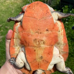 Peters Sideneck Turtle for Sale