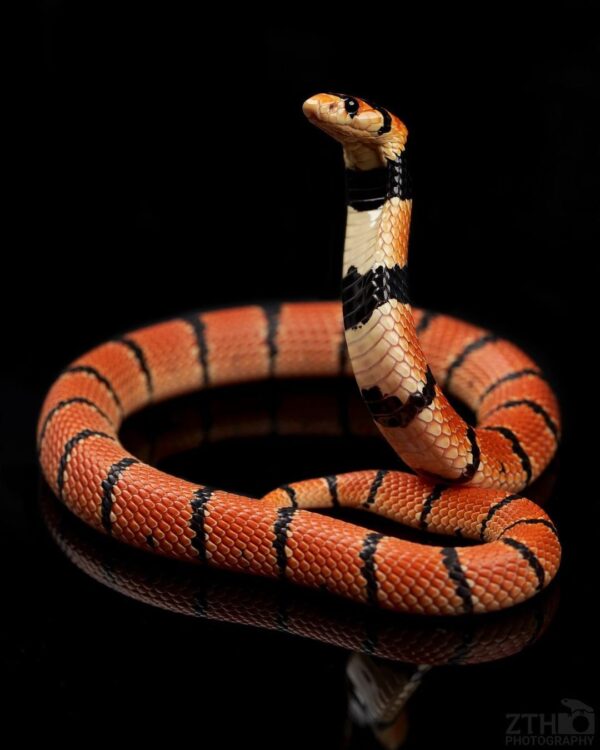 Baby Nimibian Coral Cobra