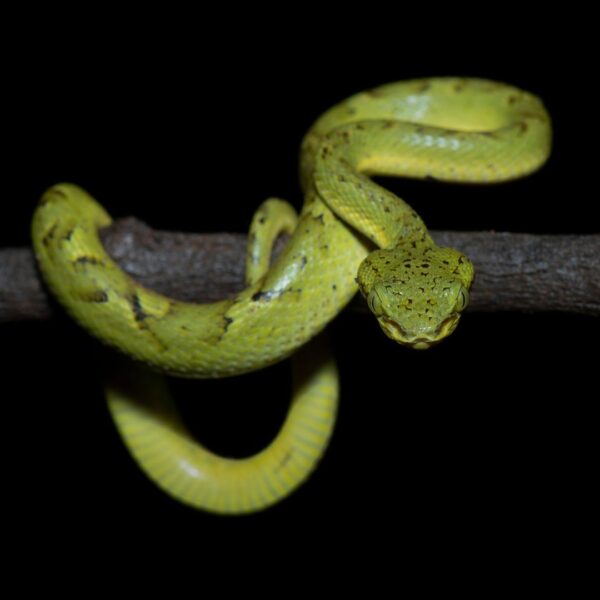 Sterjeni’s Bamboo Pit Viper