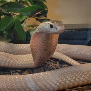 BABY MONOCLED COBRA DOBULE HET ALBINO SUPHANS FOR SALE