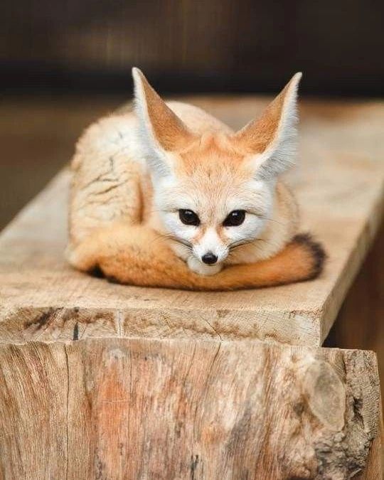 BABY FENNEC FOXES FOR SALE