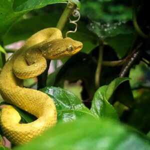 POPES BAMBOO PIT VIPERS FOR SALE