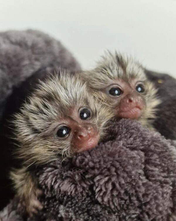 Baby Marmoset Monkey