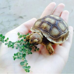 Russian Tortoise For Sale