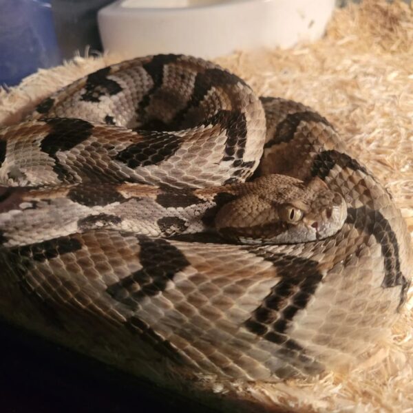 MCGREGORS PIT VIPERS FOR SALE