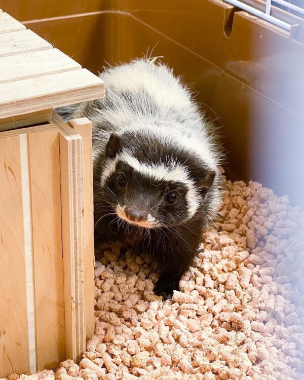 BABY LIBYAN STRIPED WEASELS FOR SALE