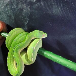 ARU GREEN TREE PYTHON FOR SALE