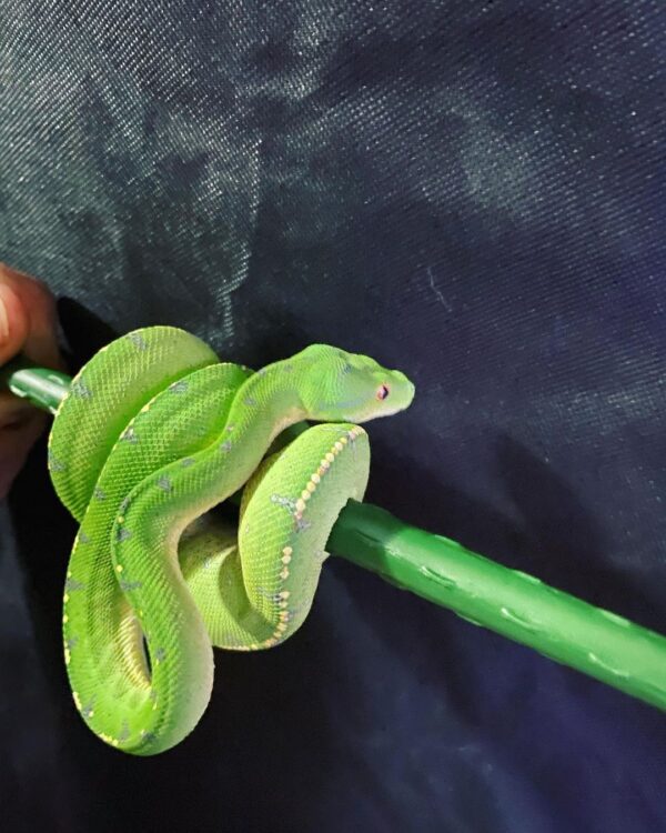 ARU GREEN TREE PYTHON FOR SALE