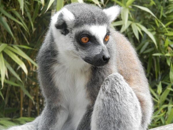 Baby Ring Tailed Lemur For Sale