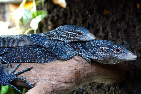 BLUE TREE MONITORS FOR SALE