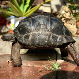 ALDABRA TORTOISES FOR SALE