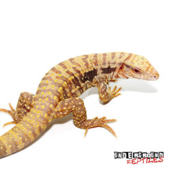 ALBINO ULTRA PURPLE TEGUS FOR SALE