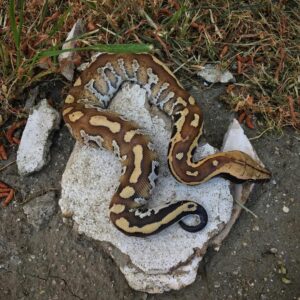 Sumatran Blood Pythons for Sale