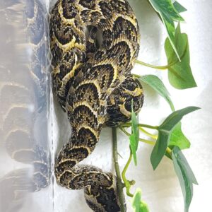 Congo Puff Adder