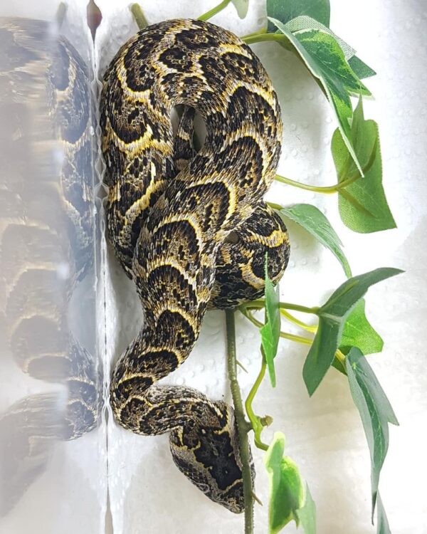 Congo Puff Adder