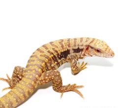 ALBINO SNOWMAKER TEGUS FOR SALE