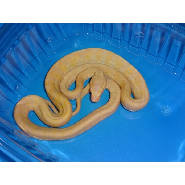 Albino Darwin Carpet Pythons for Sale