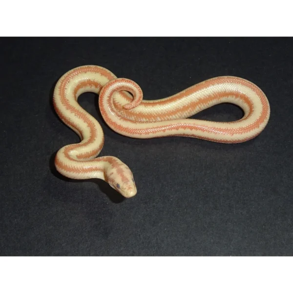 Albino Harquahala Rosy Boas for Sale