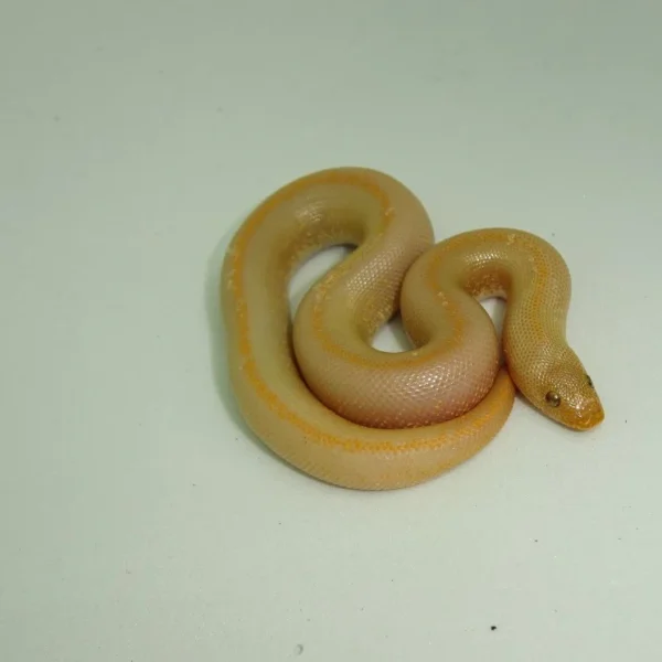 Albino Striped Kenyan Sand Boas