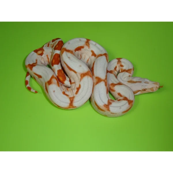 Albino Sunglow Boas