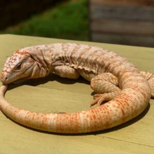 Albino Ultra Purple Tegu