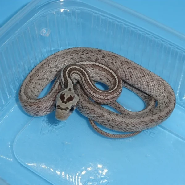 Anery Kastanie Terrazzo Corn Snakes for Sale